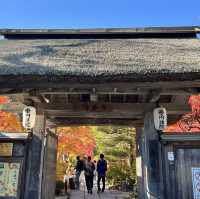 Immersed in red maple leaves 