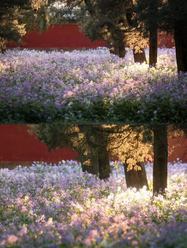 春日夢幻「紫色花毯」，就在這些公園