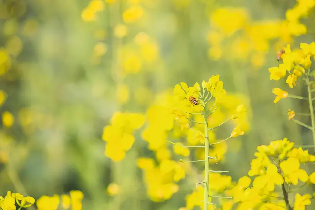 歙県石潭村、あなたは本当に楽しそうですね！