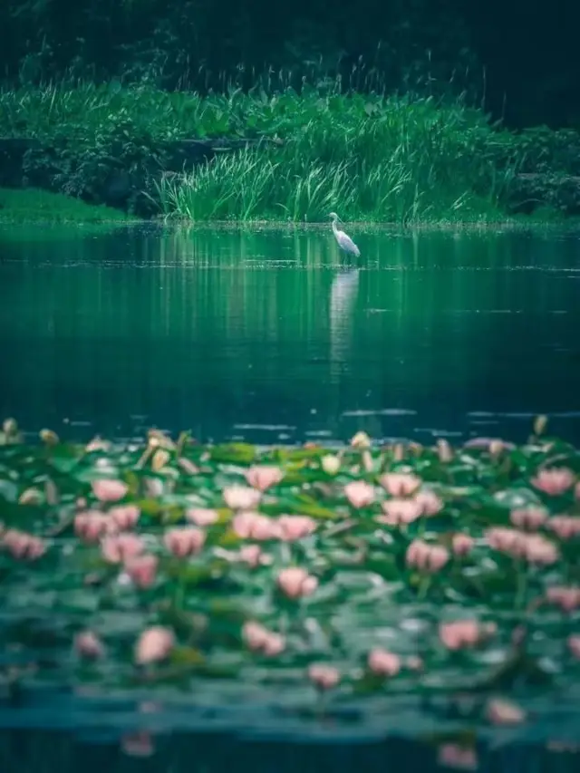 The water lilies in Maojiabu are blooming~ How beautiful is Hangzhou's version of the "Monet's Garden"?