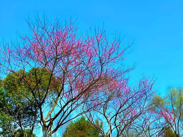 建德大慈岩，踏青賞花，不負好春光