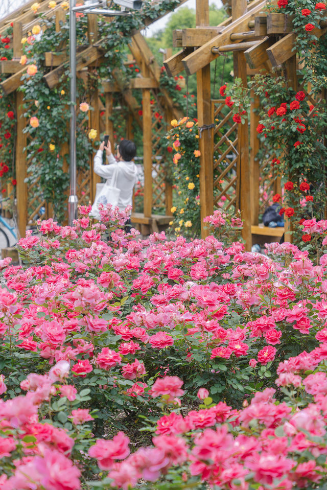 徐匯小眾月季園美成莫內花園不許你錯過