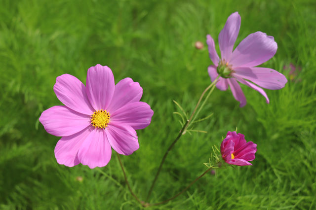 花海公園，攝影愛好者的福地