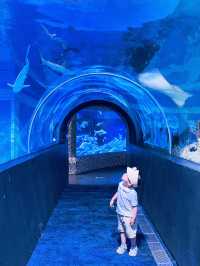 成都週末|海洋館看鯨鯊、企鵝、美人魚,種草浩海立方