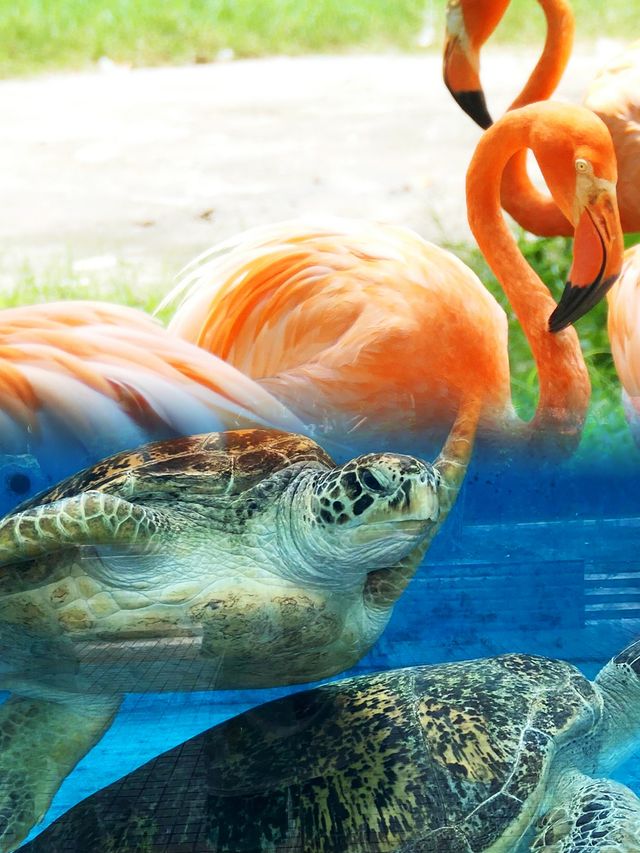 南寧動物園：廣西最大的動物天堂，你不可錯過的親子遊聖地！