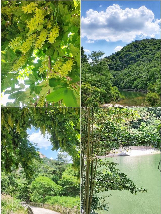 招虎山植物王國