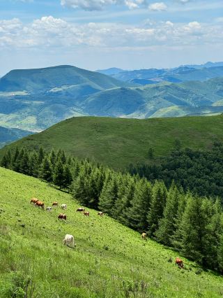 The "Altay" near Tianjin | Xinjiang is too far, Yu County is just right