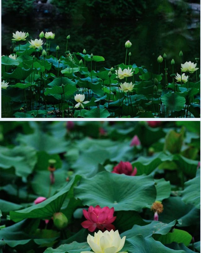 答應我來綿陽一定不要錯過這個寶藏公園