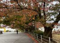 福岡小西湖——值得一遊的大濠公園和舞鶴公園