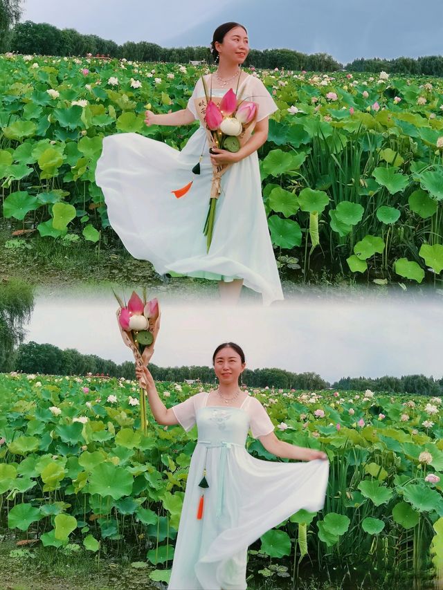 與夏同行，在固城湖無邊荷塘！！！