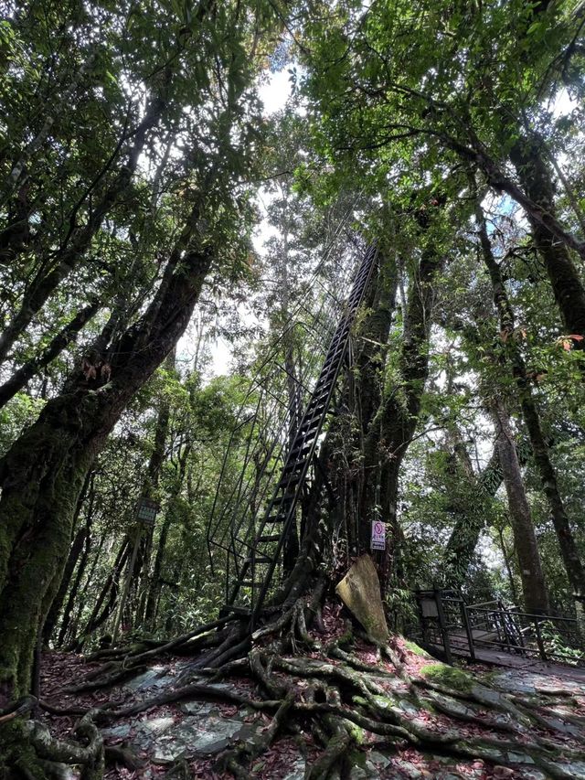 屏邊 |大圍山原始森林國家公園～