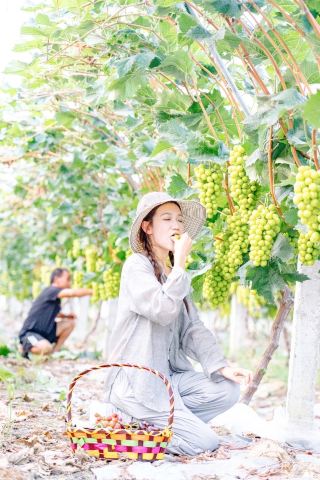 Hubei Xiaochang has activities this summer, grape picking awaits you