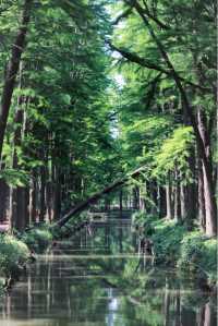 追夏 | 最後的假期，上海周邊水上森林公園