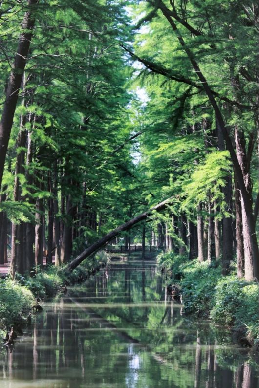 追夏 | 最後的假期，上海周邊水上森林公園