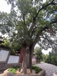 天水麻辣燙之行∣南郭寺，沒有南郭先生，卻有杜少陵