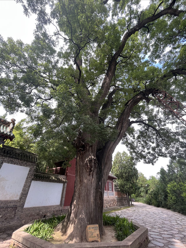 天水麻辣燙之行∣南郭寺，沒有南郭先生，卻有杜少陵
