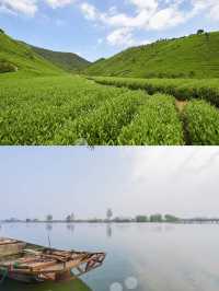 “慧心谷:半是茫茫竹海半是千畝茶田”