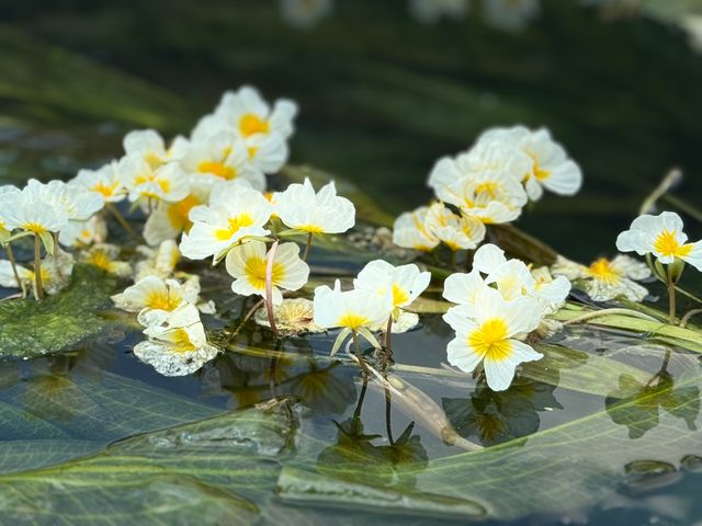 這裡的海菜花實在太美了
