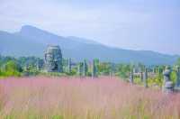 The popular Dieshi Flower Valley's Pink Muhly is about to dominate the screen~