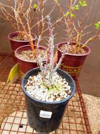 亞利桑那鳳凰城沙漠植物園展現大自然的鬼斧神工。