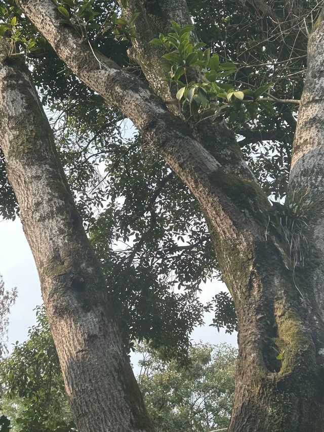 徐特立故居之旅。