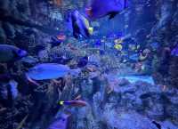新英格蘭水族館：與海洋奇緣的邂逅之旅。