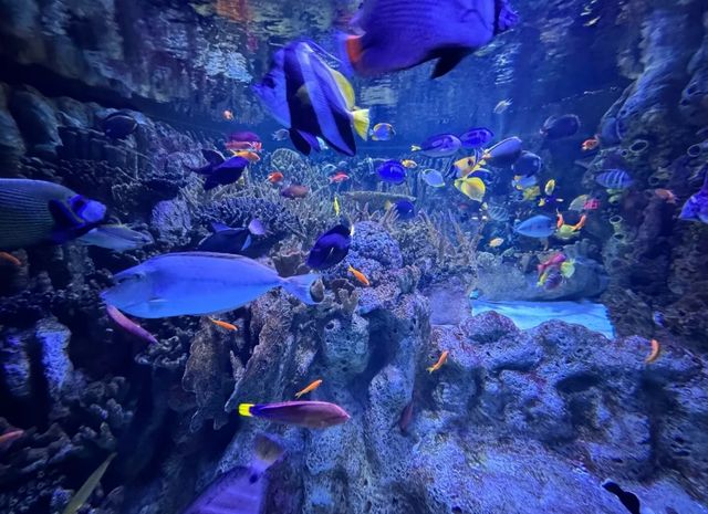 新英格蘭水族館：與海洋奇緣的邂逅之旅。