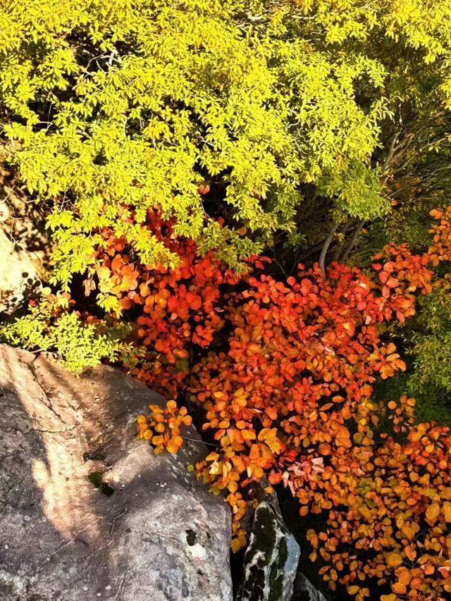 翠華山之遊：邂逅奇景的旅程。