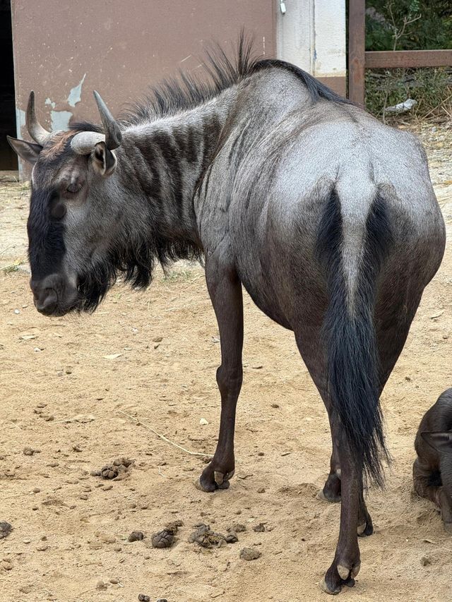 鞍山動物園｜萌動鋼城，動物奇幻樂園大冒險！。