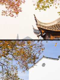一棵烏桕樹的南京之旅。