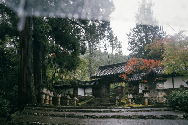 紅葉還未全盛，雨天也等不及飛到京都。