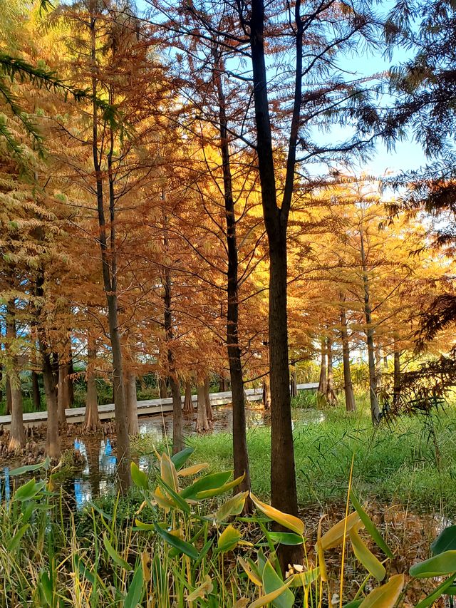 閔行文化公園。