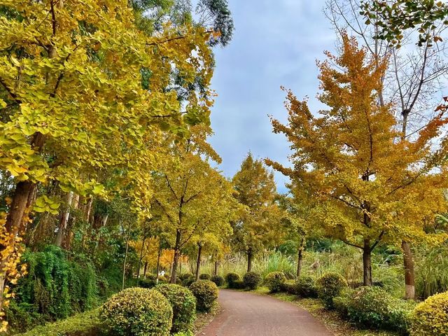 成都白鹭灣濕地公園 | 秋末盛景🪶。