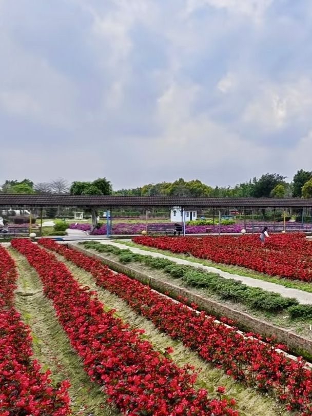 香草夢境：花都香草世界的奇幻之旅