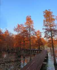 南京池杉湖濕地公園～最佳觀賞路線