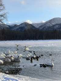 北海道雪景野泉|天鵝湖裡泡溫泉！！