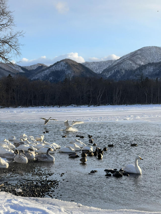 北海道雪景野泉|天鵝湖裡泡溫泉！！