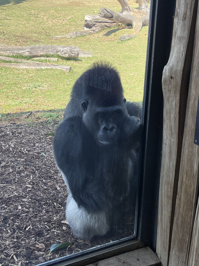 Visit Melbourne Zoo for Adorable Animals