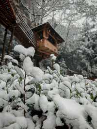碧峰峽野奢之旅 | 暮雲春樹民宿遇見雪中的冬日戀歌