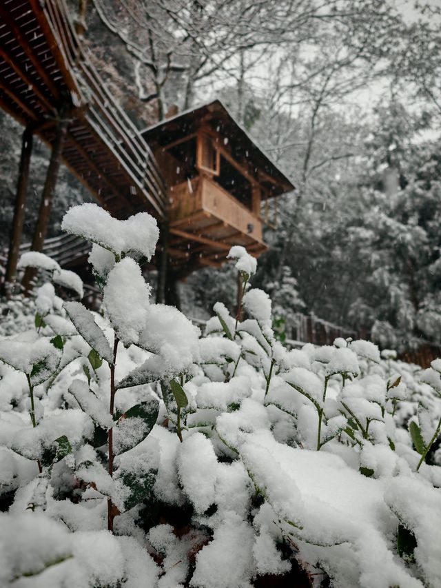 碧峰峽野奢之旅 | 暮雲春樹民宿遇見雪中的冬日戀歌