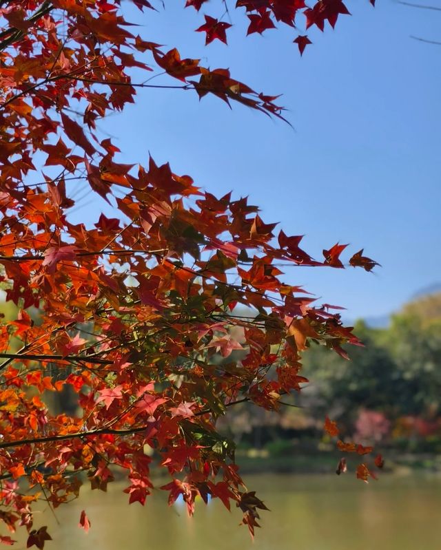 清遠佛岡，滿足廣東人對楓葉秋色的執念