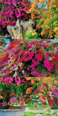 佛山陳村花卉世界可以當作園林逛