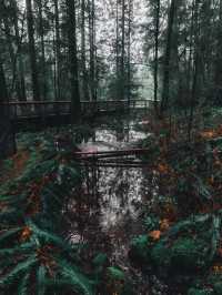 Discover the Capilano Suspension Bridge in Vancouver