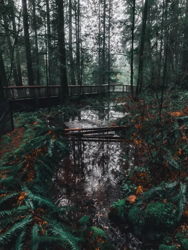 Discover the Capilano Suspension Bridge in Vancouver