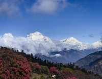 尼泊爾春天就是漫山的高山杜鵑加雪山。