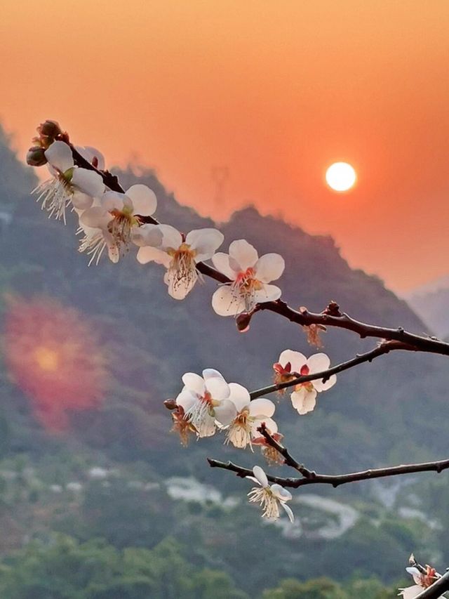 廣州路邊免費梅花拍照，我不允許你不知道！