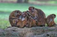 Common Animals in the Royal Botanical Gardens of Kandy