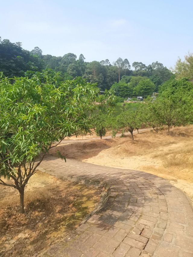 廣東佛山南國桃園|隱藏在佛山南海的『世外桃源』