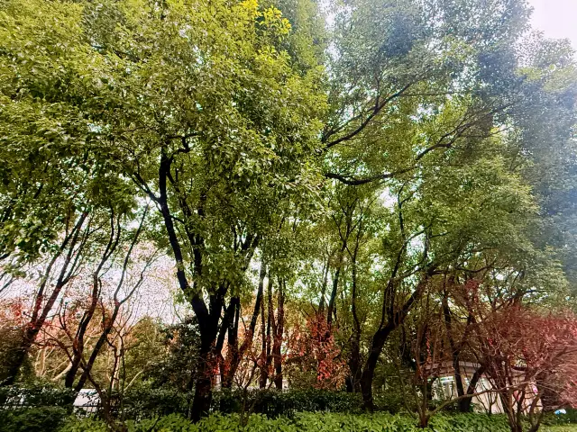 迎春本地遊｜市中心難得的大片綠地——人民公園