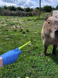 Weekend in London: Meet the Capybaras